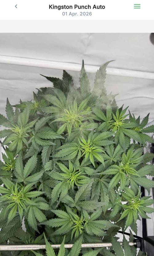 VoGrow‘s Autoflower Grow. Week 6