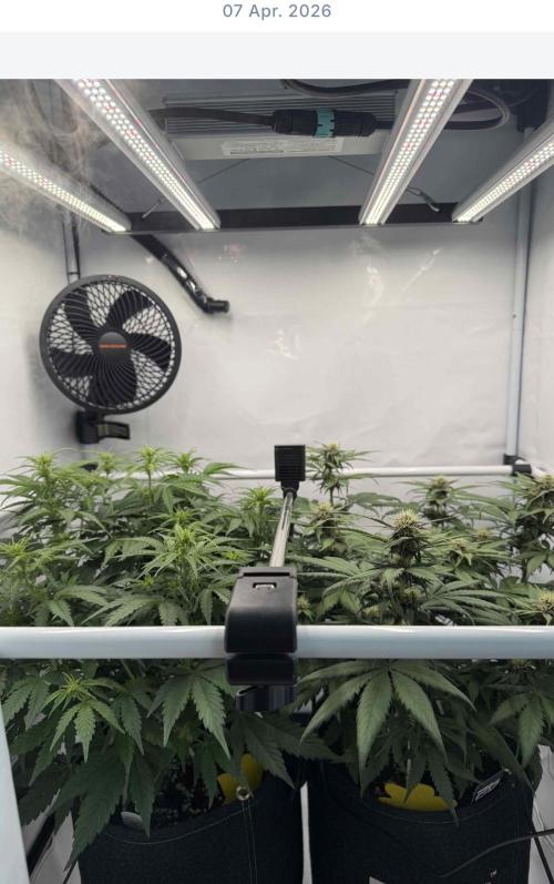 VoGrow‘s Autoflower Grow. Week 7