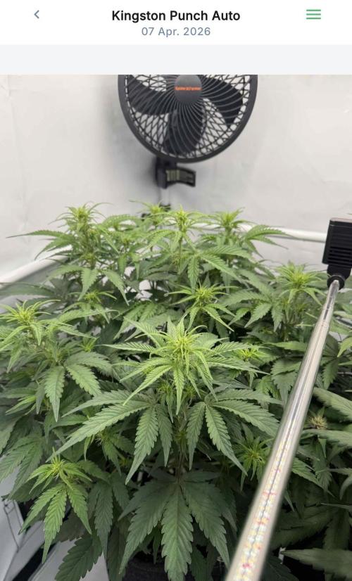 VoGrow‘s Autoflower Grow. Week 7
