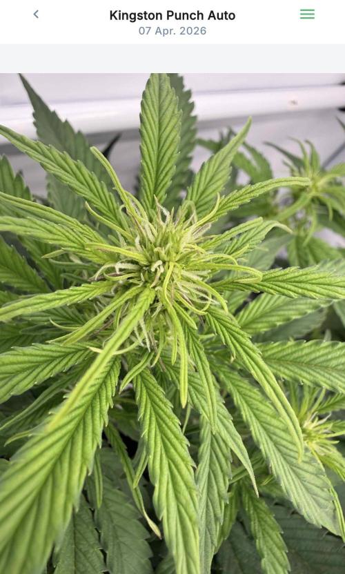 VoGrow‘s Autoflower Grow. Week 7