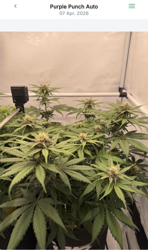 VoGrow‘s Autoflower Grow. Week 7