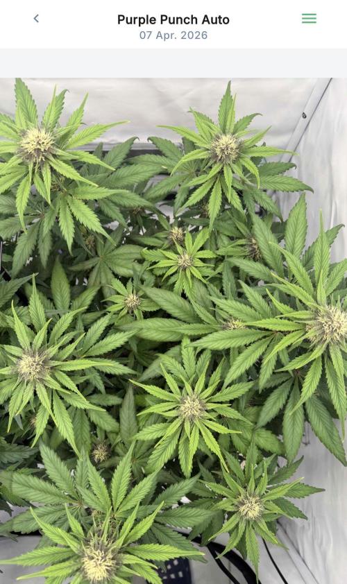 VoGrow‘s Autoflower Grow. Week 7