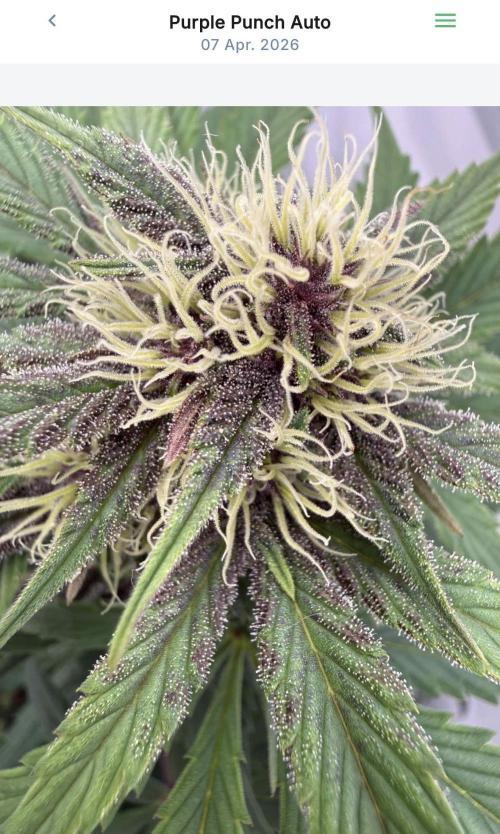 VoGrow‘s Autoflower Grow. Week 7