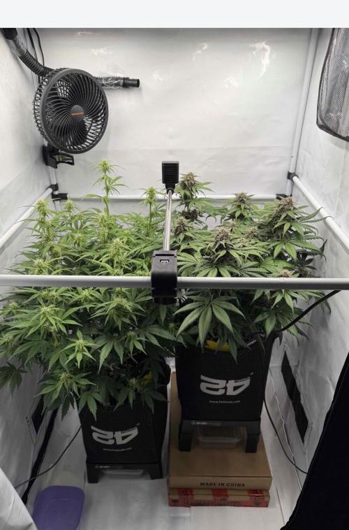 VoGrow‘s Autoflower Grow. Week 8
