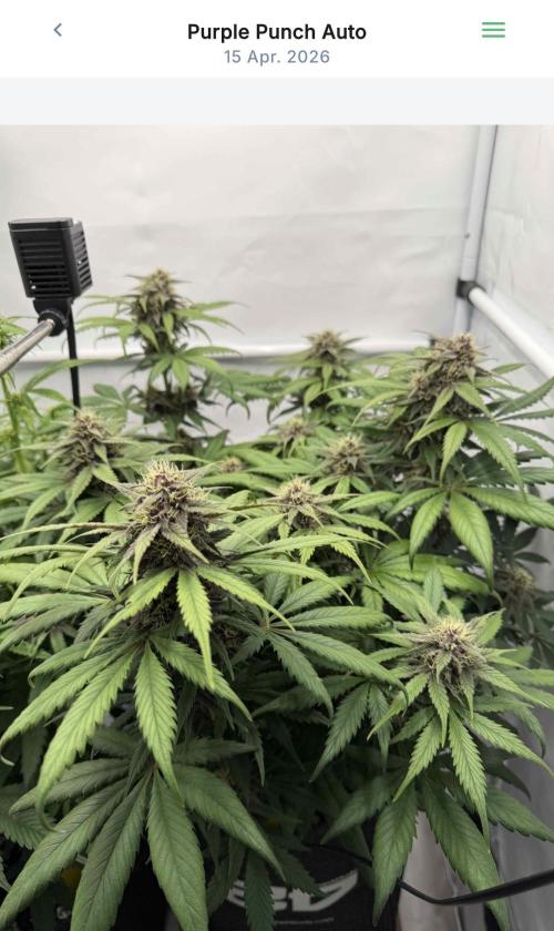 VoGrow‘s Autoflower Grow. Week 8