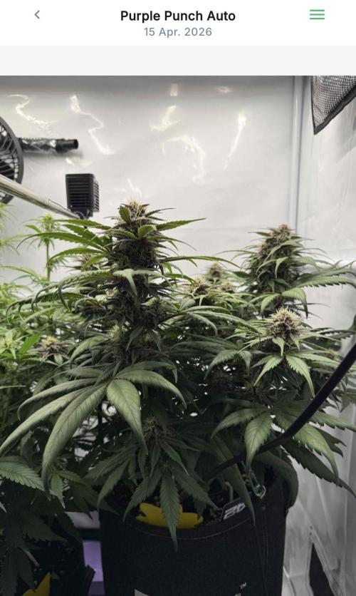 VoGrow‘s Autoflower Grow. Week 8
