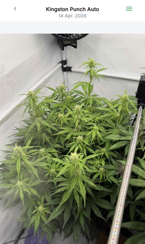 VoGrow‘s Autoflower Grow. Week 8