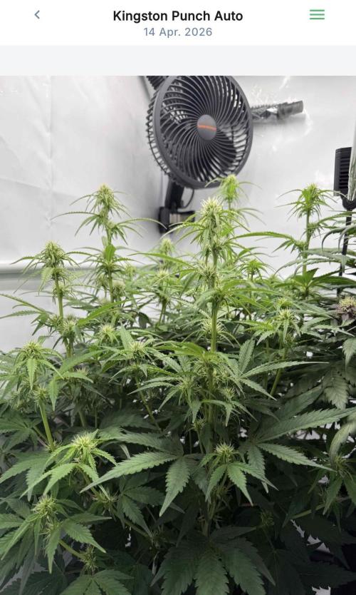 VoGrow‘s Autoflower Grow. Week 8