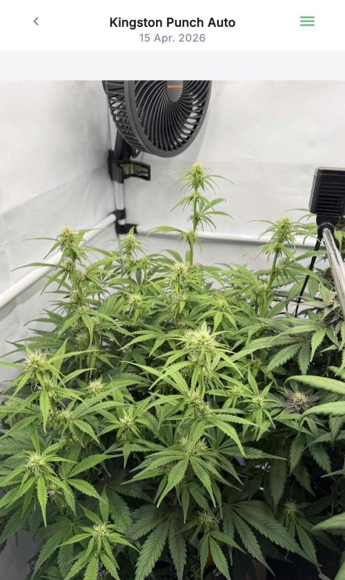 VoGrow‘s Autoflower Grow. Week 8