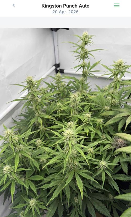 VoGrow‘s Autoflower Grow. Week 9