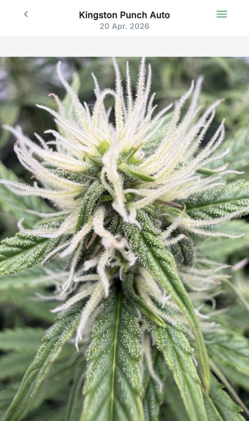 VoGrow‘s Autoflower Grow. Week 9