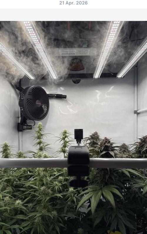 VoGrow‘s Autoflower Grow. Week 9