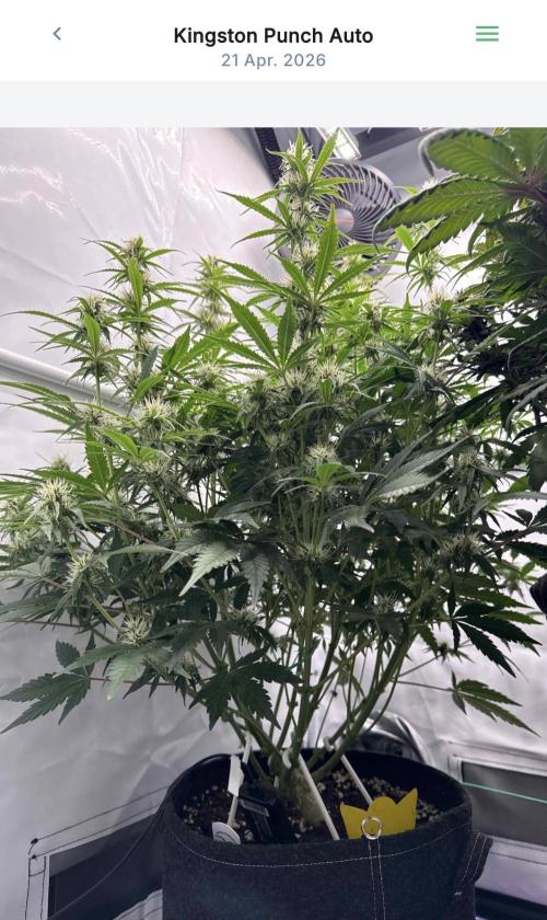 VoGrow‘s Autoflower Grow. Week 9