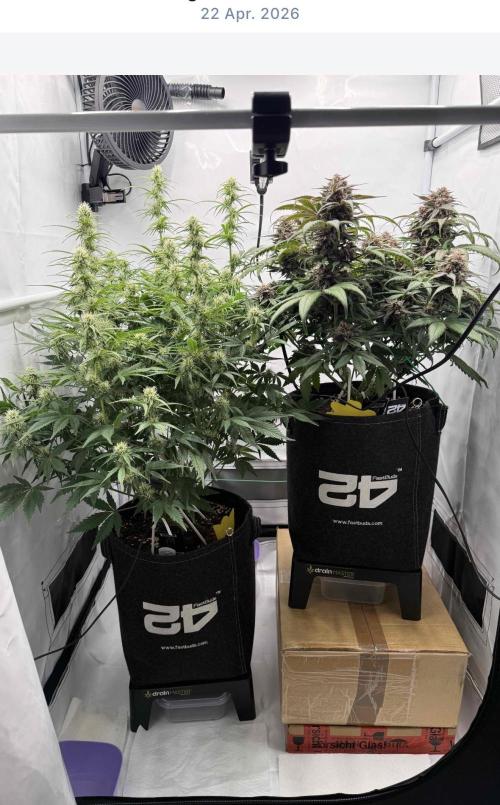 VoGrow‘s Autoflower Grow. Week 9