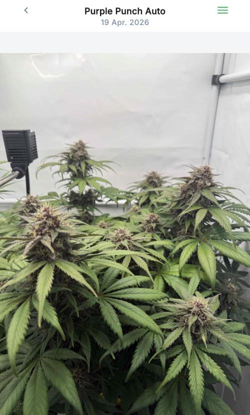 VoGrow‘s Autoflower Grow. Week 9