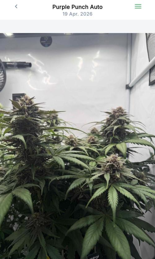 VoGrow‘s Autoflower Grow. Week 9