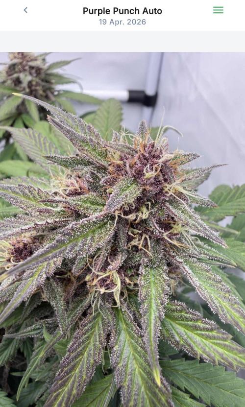 VoGrow‘s Autoflower Grow. Week 9