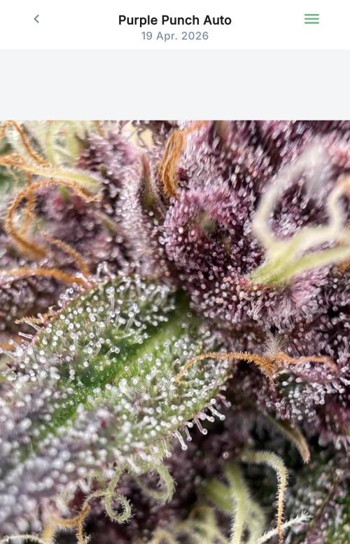 VoGrow‘s Autoflower Grow. Week 9