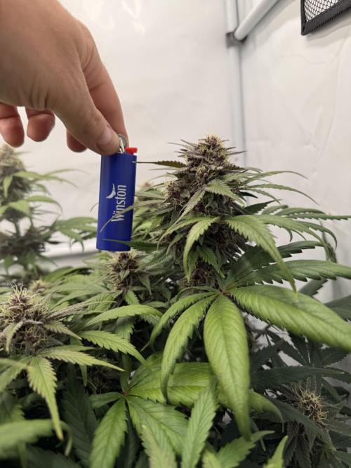 VoGrow‘s Autoflower Grow. Week 9 - 😎