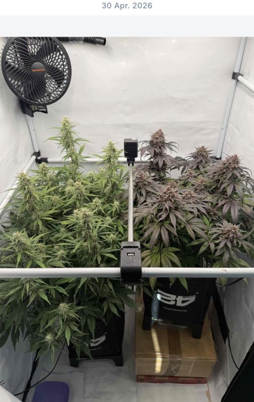 VoGrow‘s Autoflower Grow. Week 10