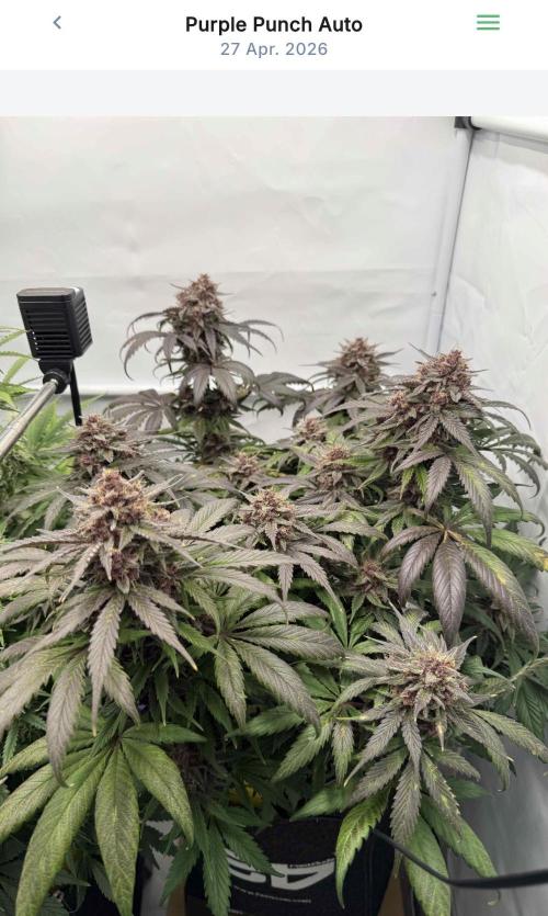 VoGrow‘s Autoflower Grow. Week 10