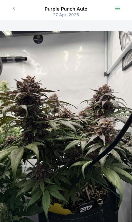 VoGrow‘s Autoflower Grow. Week 10