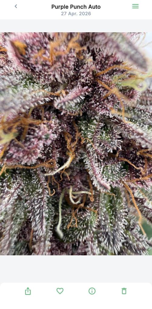 VoGrow‘s Autoflower Grow. Week 10 - 💎 