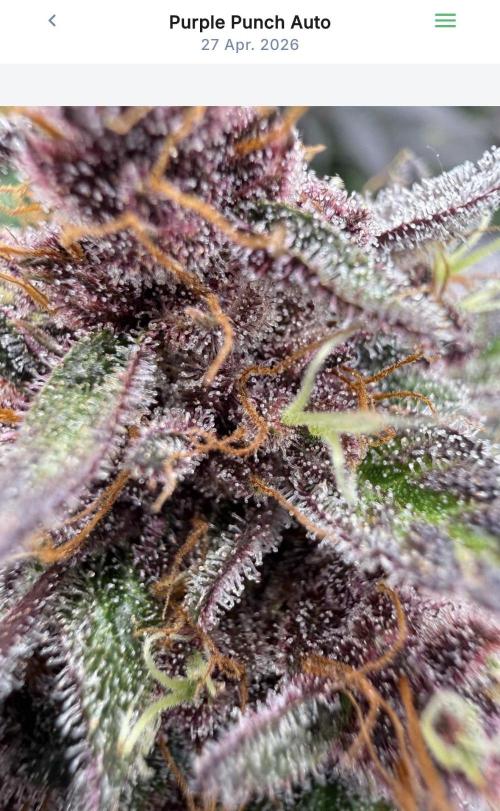 VoGrow‘s Autoflower Grow. Week 10