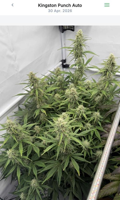 VoGrow‘s Autoflower Grow. Week 10