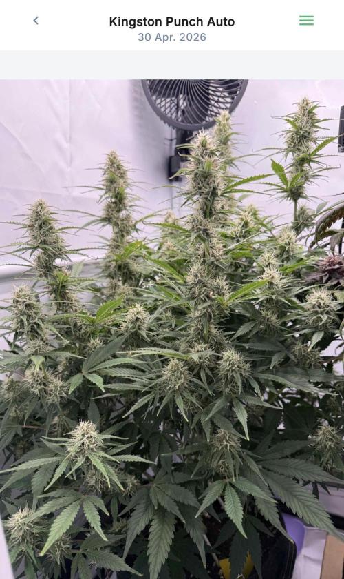 VoGrow‘s Autoflower Grow. Week 10