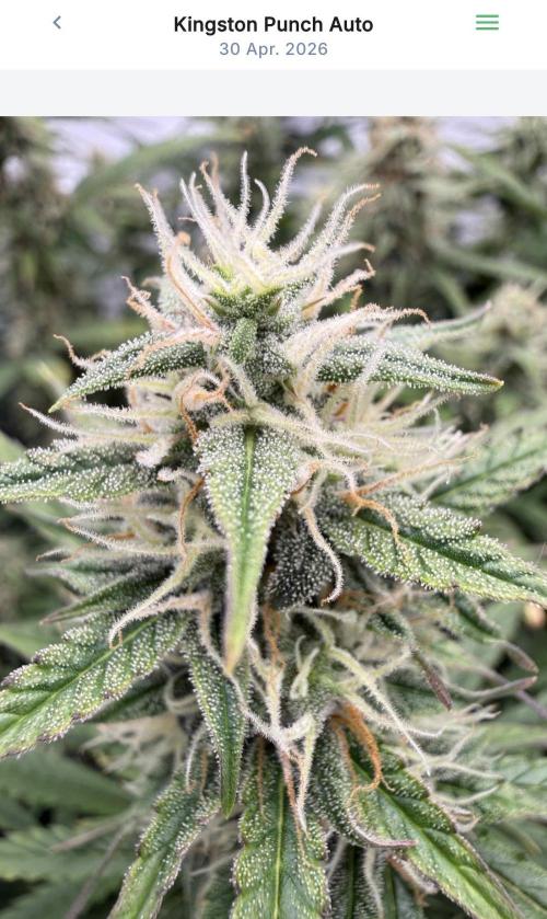 VoGrow‘s Autoflower Grow. Week 10