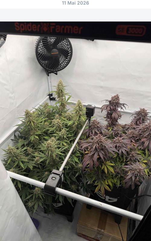 VoGrow‘s Autoflower Grow. Week 11