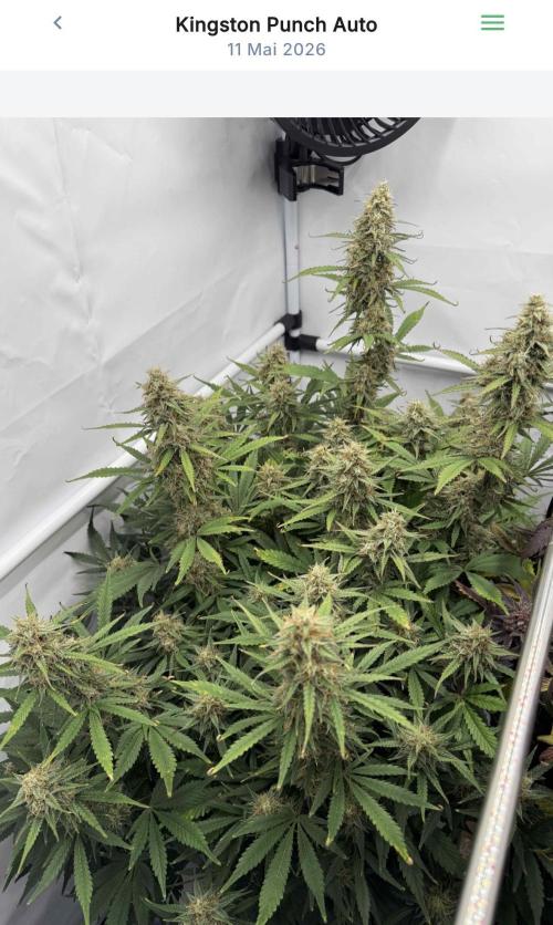 VoGrow‘s Autoflower Grow. Week 11