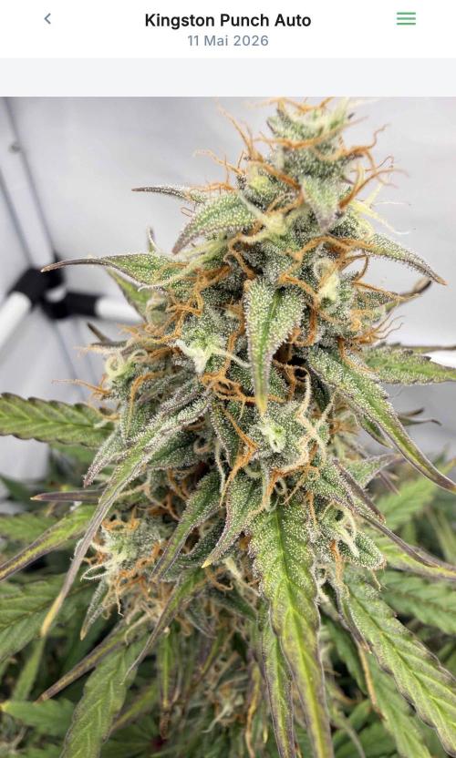 VoGrow‘s Autoflower Grow. Week 11