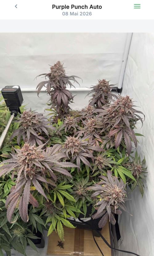VoGrow‘s Autoflower Grow. Week 11