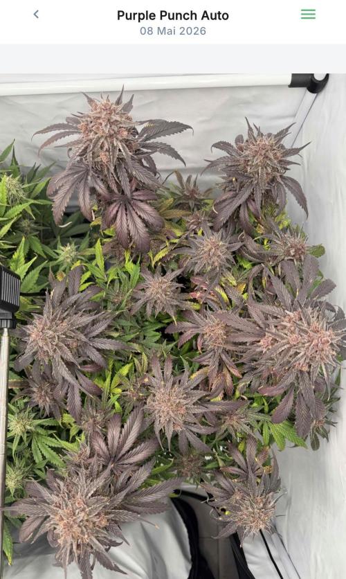 VoGrow‘s Autoflower Grow. Week 11