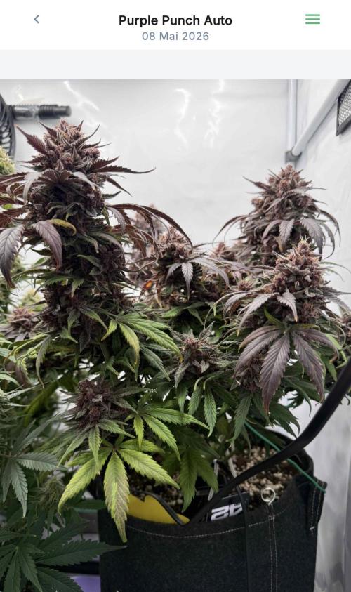 VoGrow‘s Autoflower Grow. Week 11