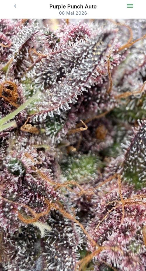VoGrow‘s Autoflower Grow. Week 11
