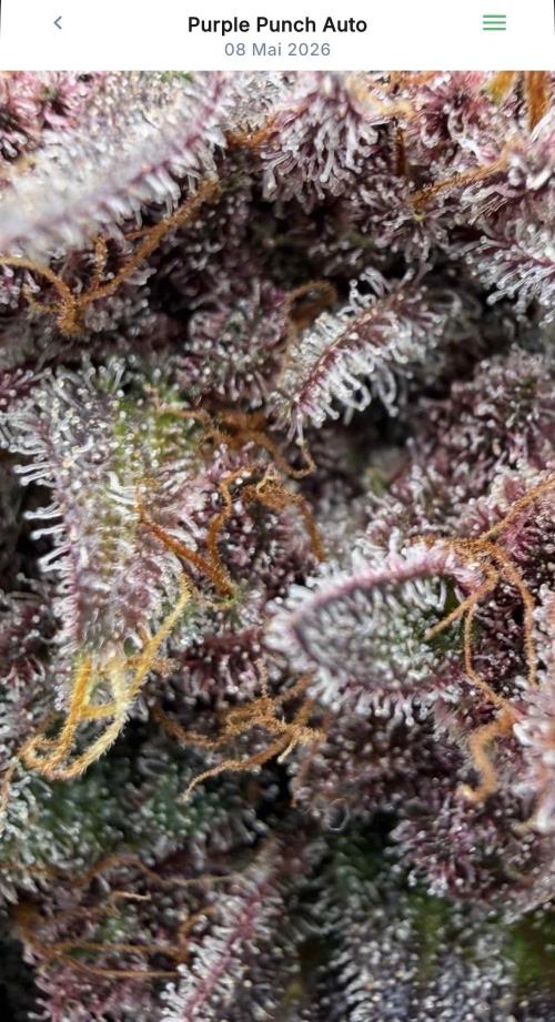 VoGrow‘s Autoflower Grow. Week 11