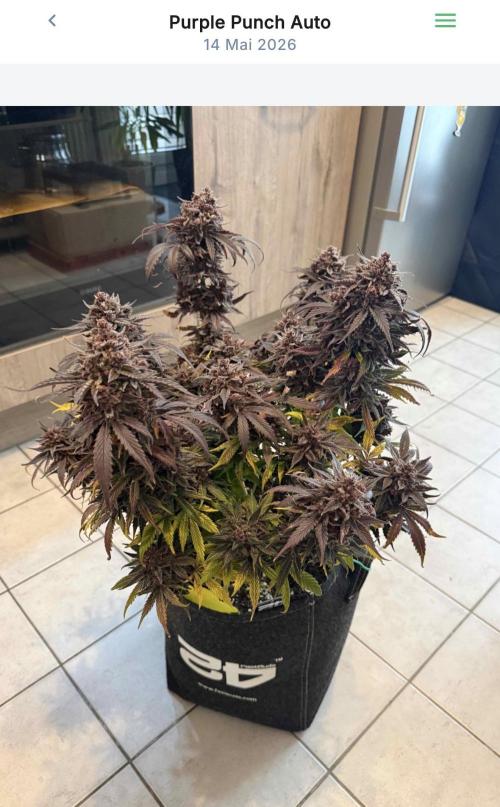 VoGrow‘s Autoflower Grow. Week 12