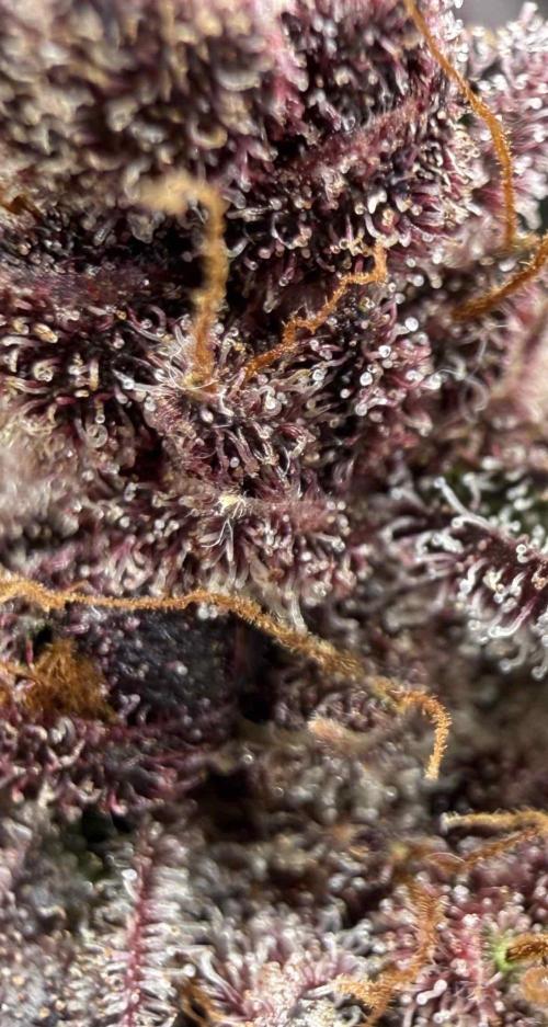VoGrow‘s Autoflower Grow. Week 12