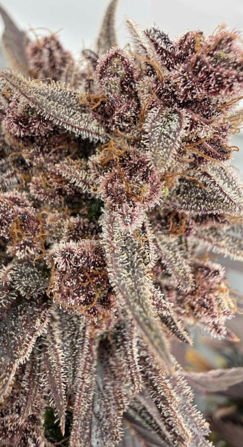 VoGrow‘s Autoflower Grow. Week 12