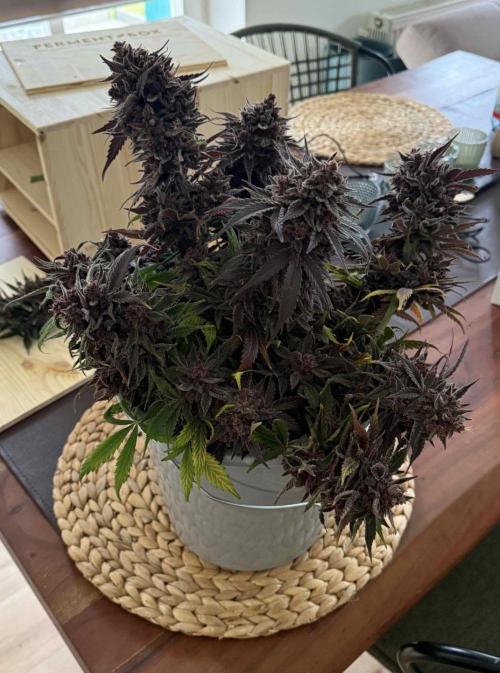 VoGrow‘s Autoflower Grow. Week 12 - Ein 10l Eimer voll mit Blüten 🤩
