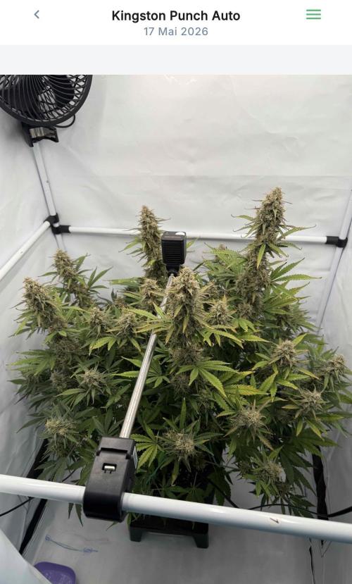 VoGrow‘s Autoflower Grow. Week 12