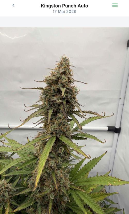 VoGrow‘s Autoflower Grow. Week 12