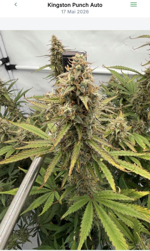 VoGrow‘s Autoflower Grow. Week 12