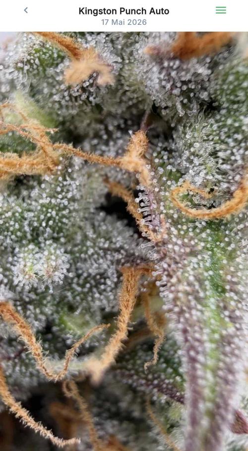 VoGrow‘s Autoflower Grow. Week 12