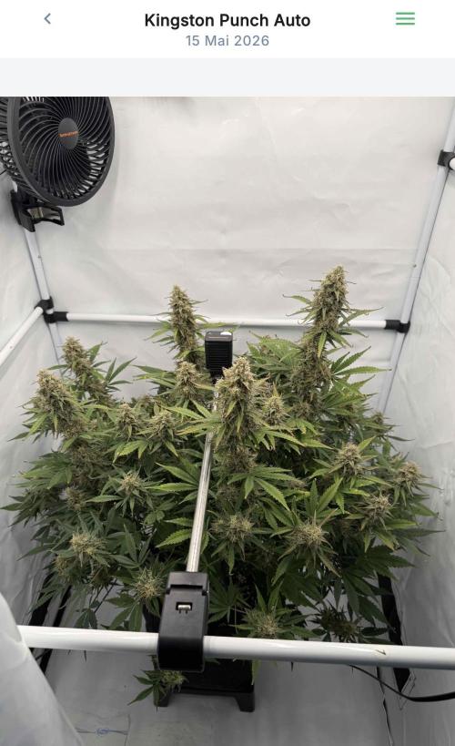 VoGrow‘s Autoflower Grow. Week 12