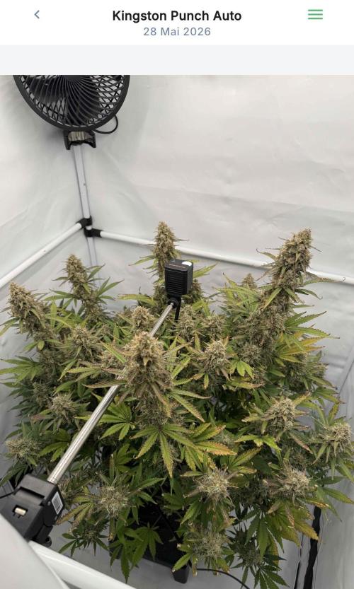VoGrow‘s Autoflower Grow. Week 13
