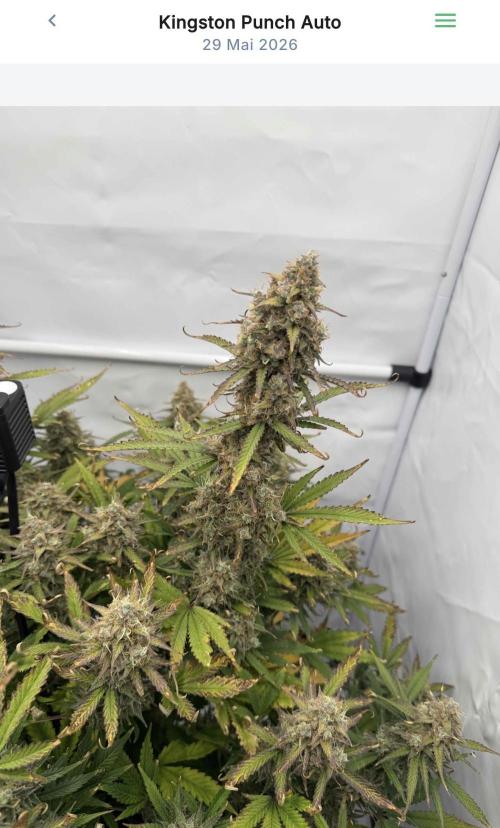 VoGrow‘s Autoflower Grow. Week 13